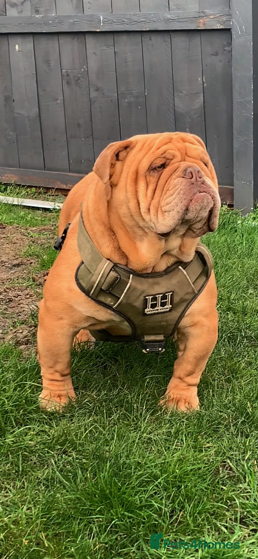 English Bulldog dogs Fluffy carrier British bulldog stud  - Advert 8