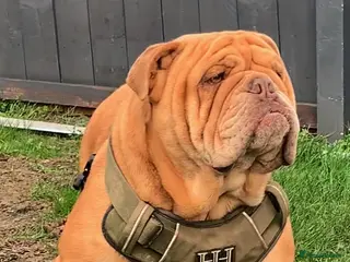 English Bulldog dogs Fluffy carrier British bulldog stud - Advert 8