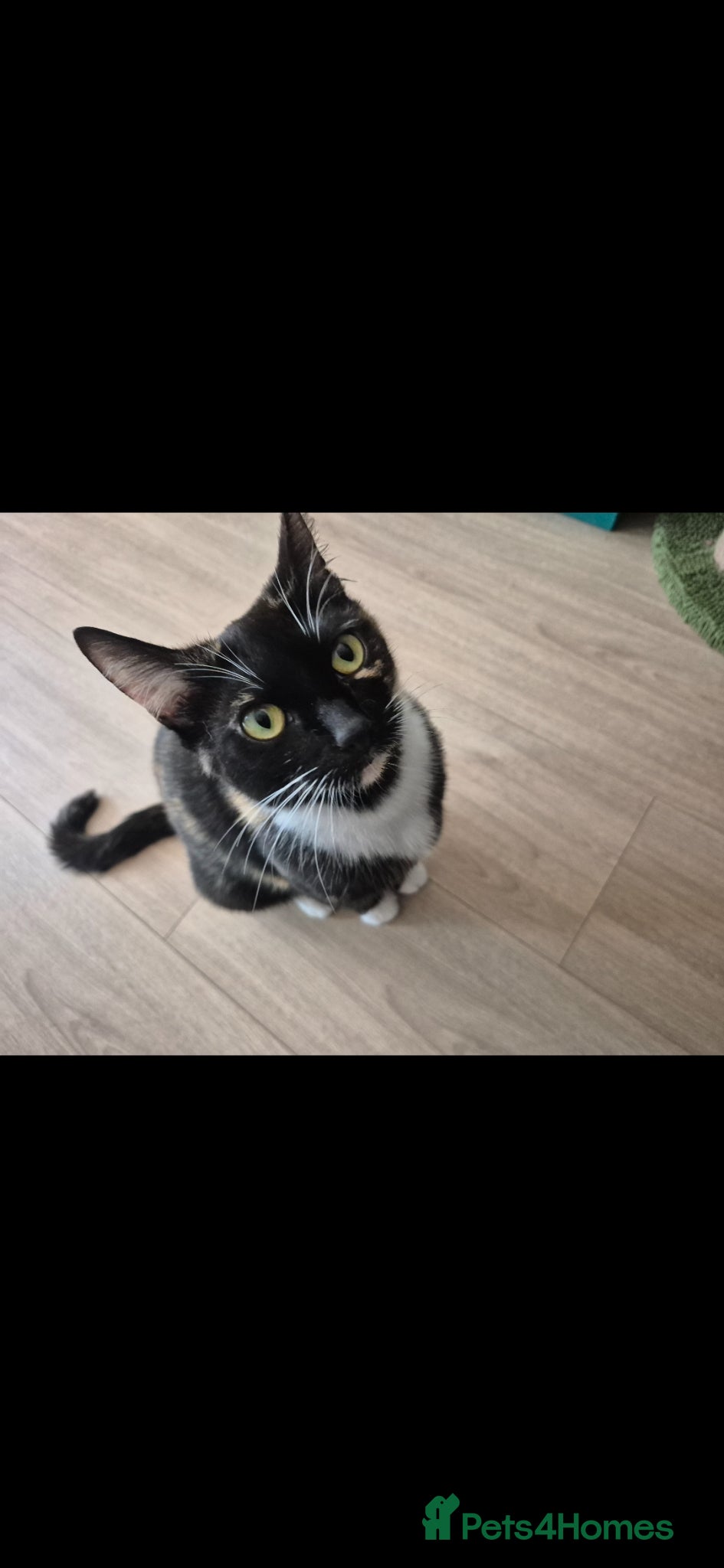 Mixed Breed cats Lovely female cat needs forever home  - Advert 6