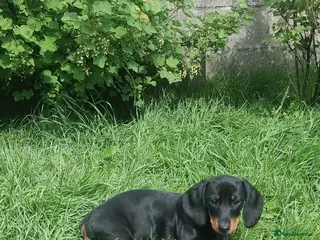 Dachshund dogs Standard dachshund - Advert 2
