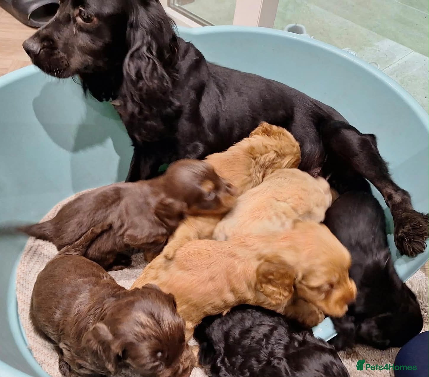 Cockapoo dogs Gorgeous cockatoo puppies  - Advert 2