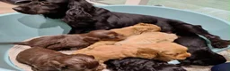 Cockapoo dogs for sale: Gorgeous cockatoo puppies  - Advert 3