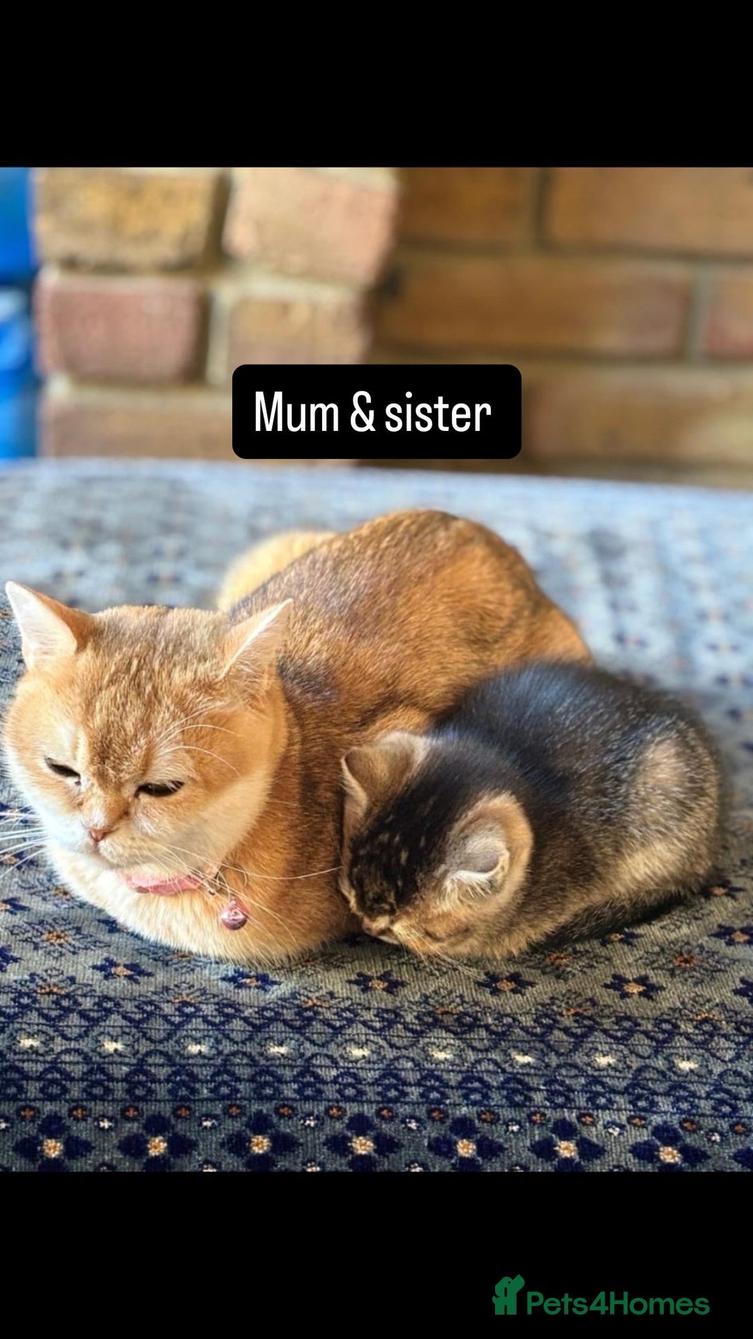 British Shorthair cats for sale: British shorthair kitten  - Advert 4