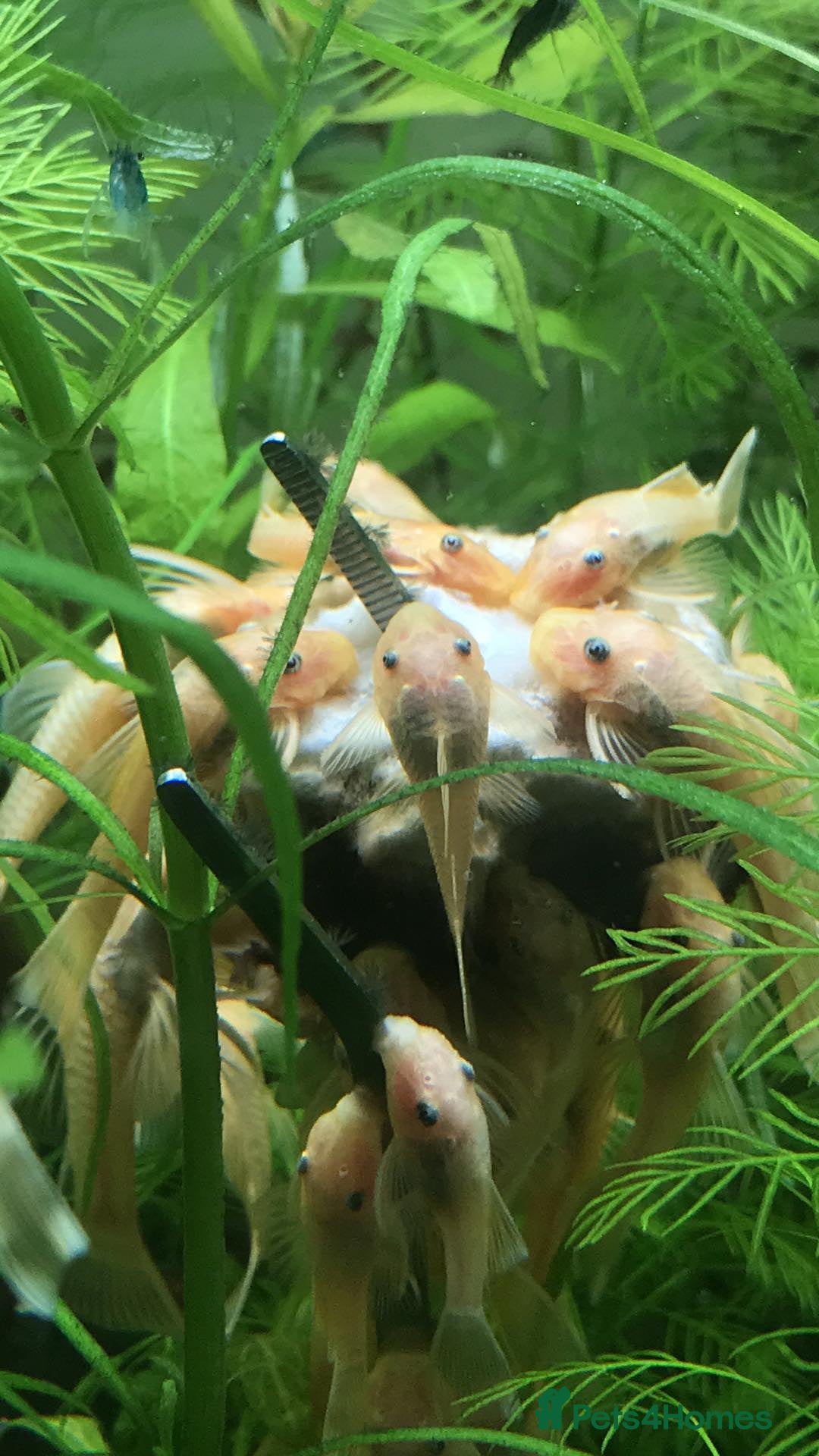 Plecos fish for sale: L144 Blue Eyed Bristlenose Pleco size 3 cm - Image 7