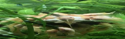 Plecos fish for sale: L144 Blue Eyed Bristlenose Pleco size 3 cm - Advert 9