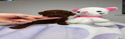 Toy Poodle dogs for sale: Asian Tiny teddy Poodles Boys and Girl  - Advert 23