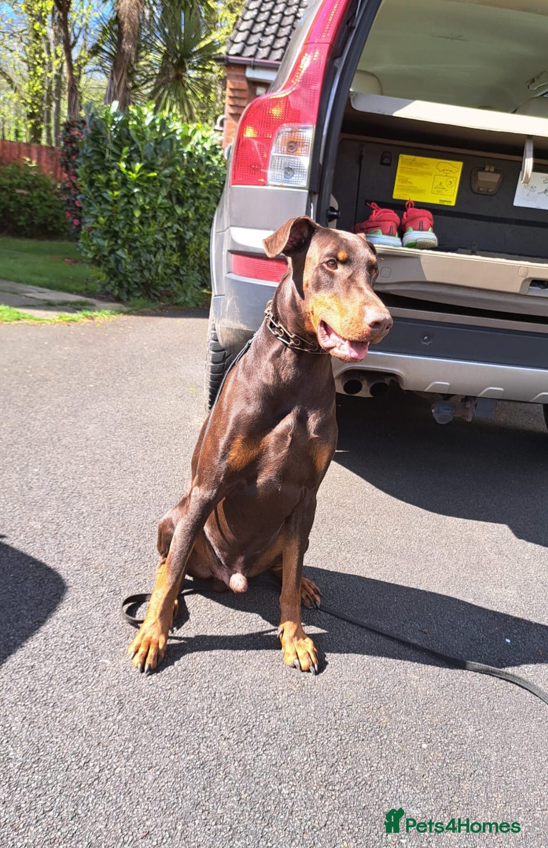 Dobermann dogs for sale: Loving, kind Dobermann in need of a new home - Advert 2