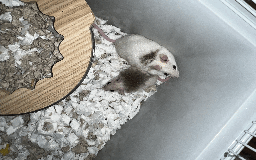 Mouse rodents for sale: mice for sale  - Image 1