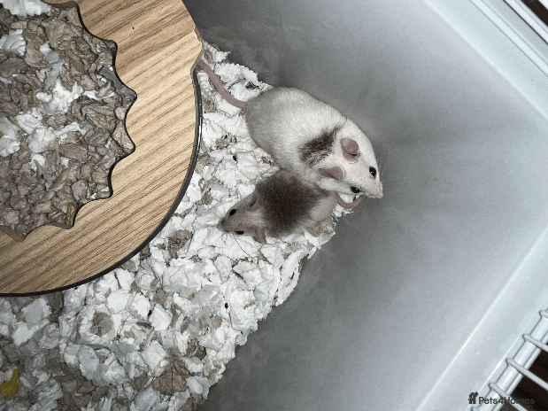 Mouse rodents - Advert 1