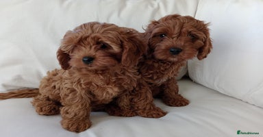 Cavapoo dogs - Advert 2