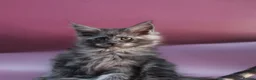 Maine Coon cats for sale: 🔥Black & Smoke Maine Coon Kittens🔥 - Advert 14