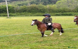 Welsh Section A horses for sale: Kids pony  - Image 2
