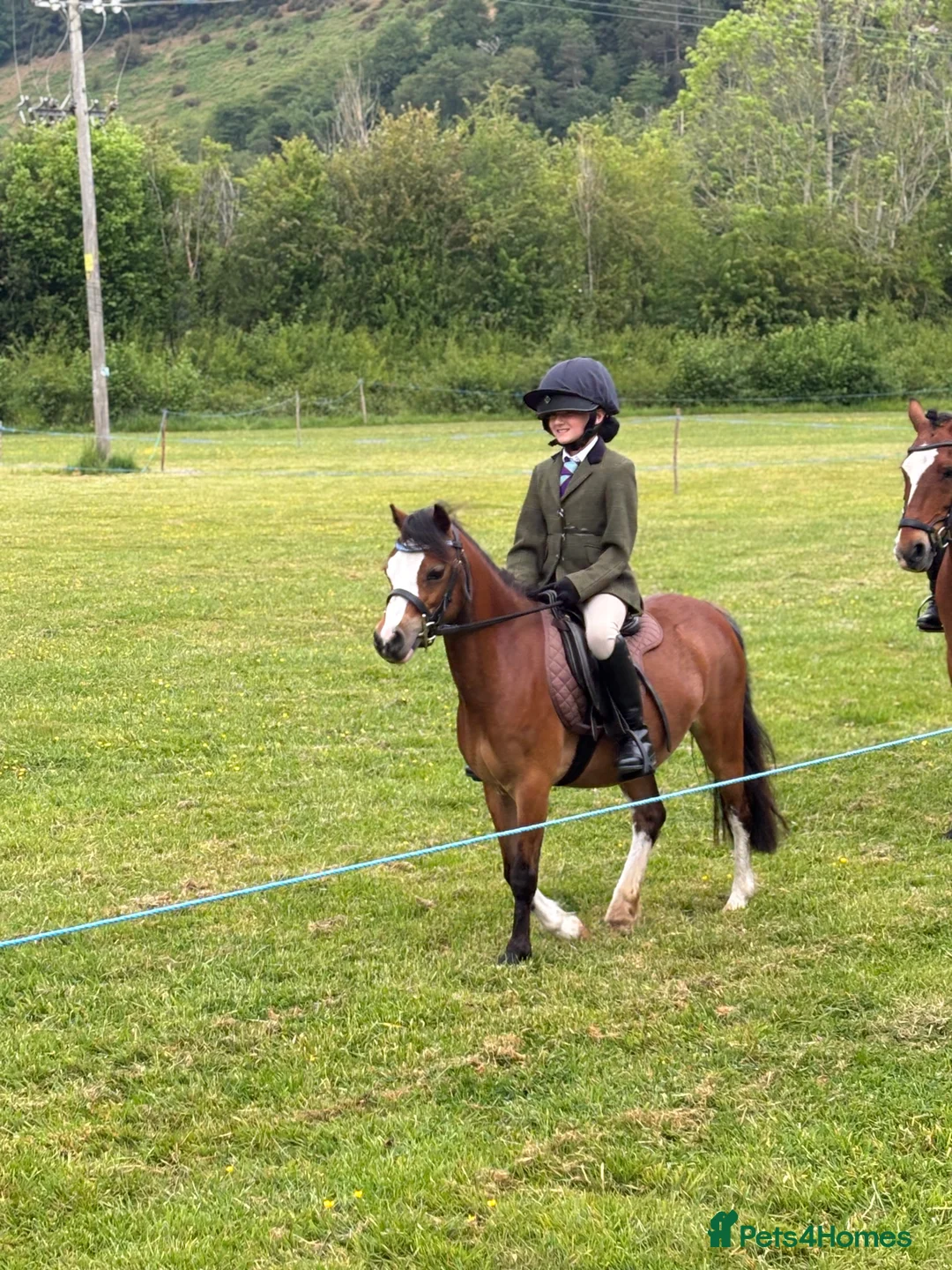 Welsh Section A horses for sale: Kids pony  - Advert 3