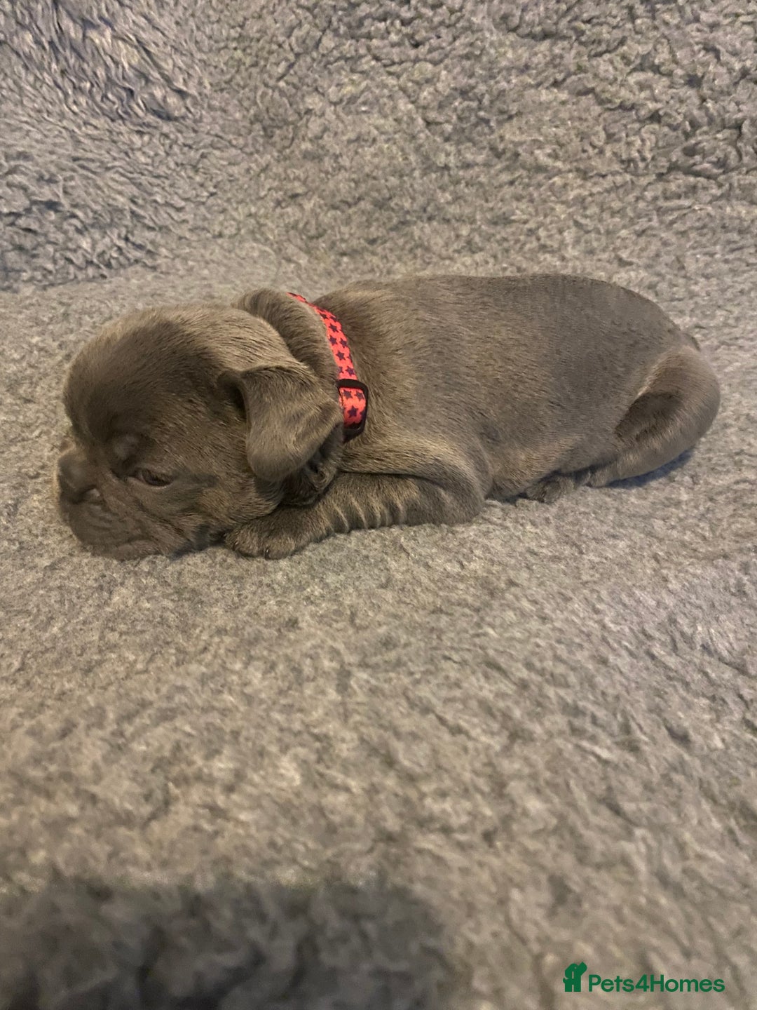 French Bulldog dogs for sale: Beautiful French bulldog puppies  - Image 25