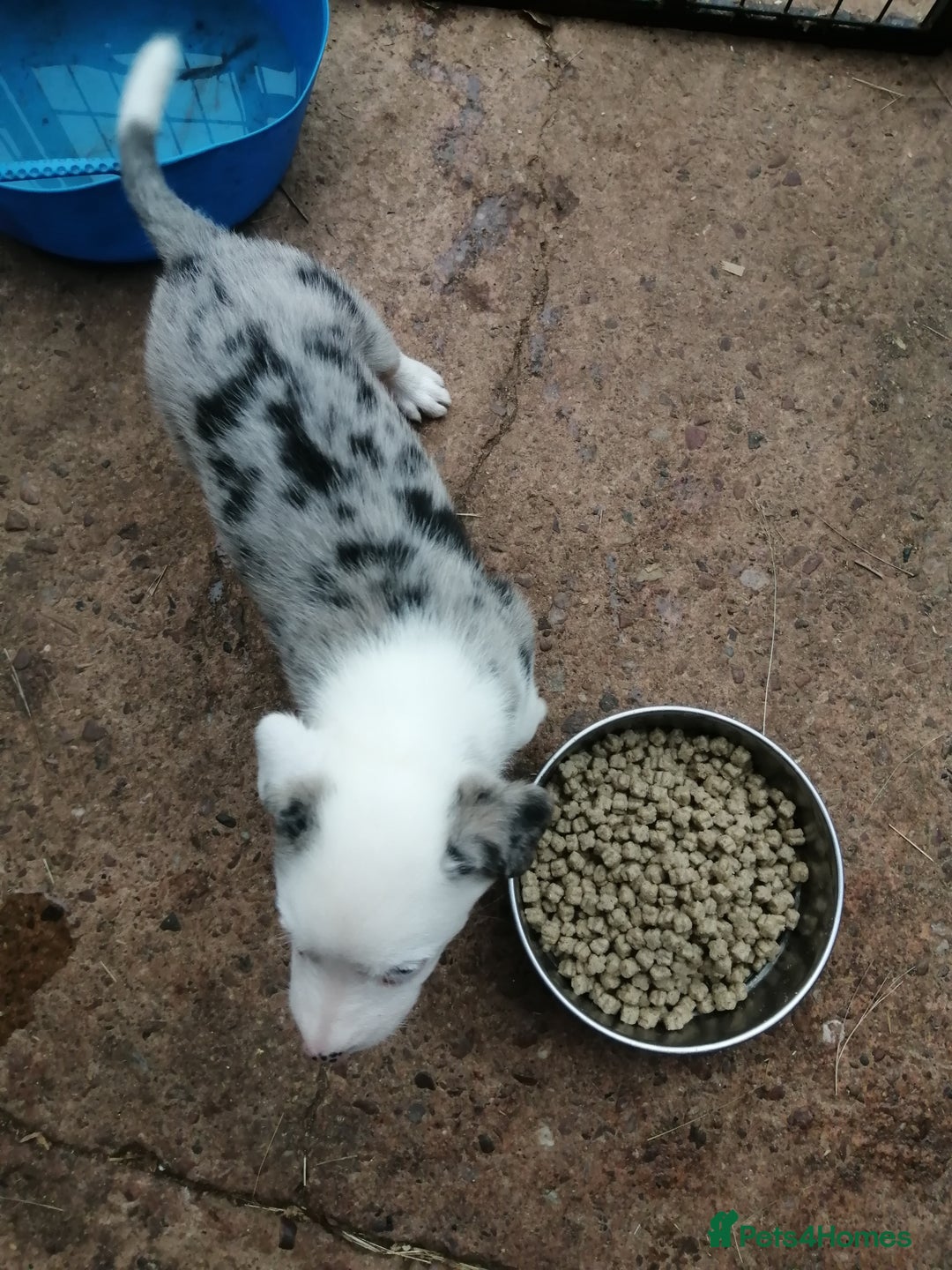 Bearded Collie dogs for sale: Beautiful blue merle collie pups! Workers or pets - Image 2