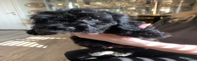 Cockapoo 1