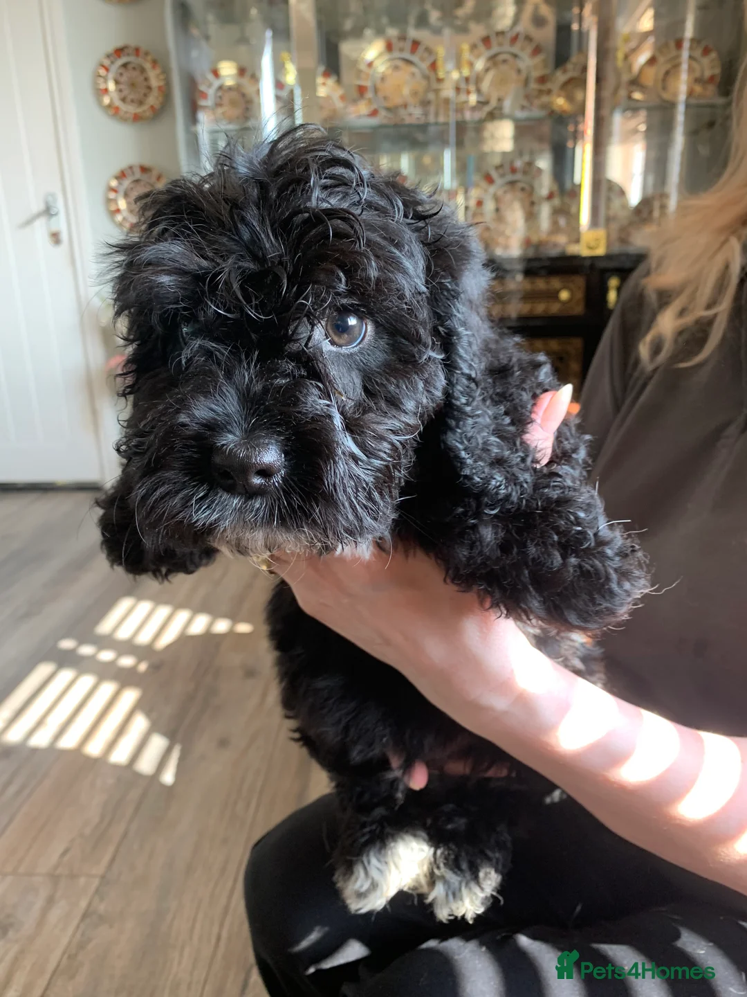 Cockapoo dogs for sale: Cocker poodle.puppies for sale in Alnwick - Advert 7