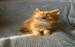 Maine Coon cats for sale: 5 tica registered mainecoon kittens  - Image 12
