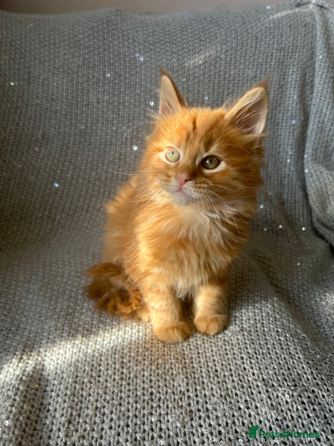 Maine Coon cats for sale: 5 tica registered mainecoon kittens  - Image 12