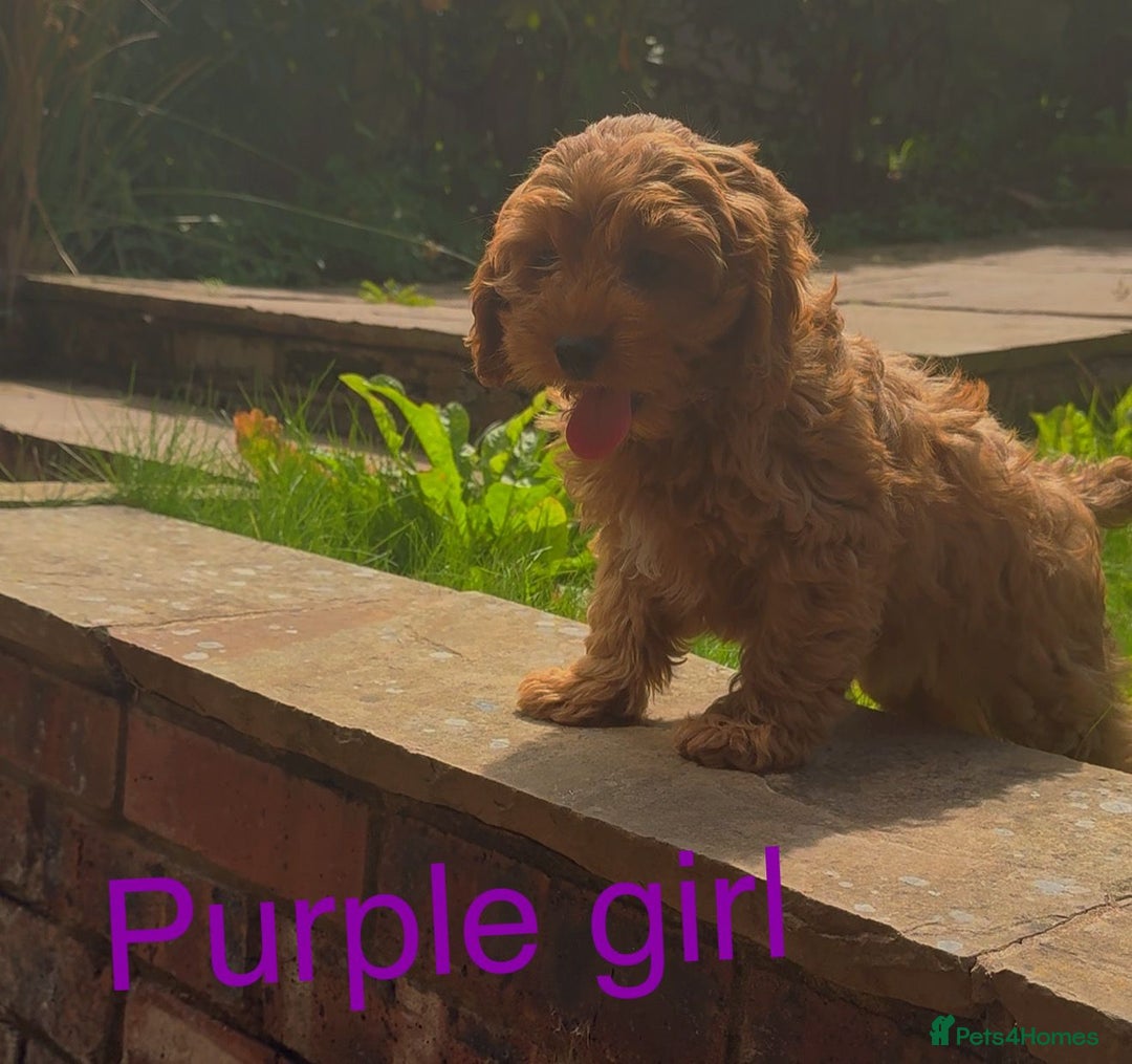 Cavapoo dogs for sale: Stunning Cavapoo puppies - Image 2