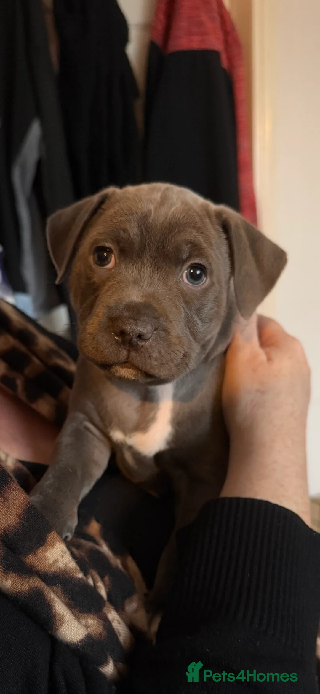 Staffordshire Bull Terrier dogs for sale: Stunning pure blue staffy pups 💙🩷 - Advert 14