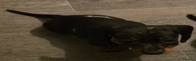 Dachshund Puppy 1