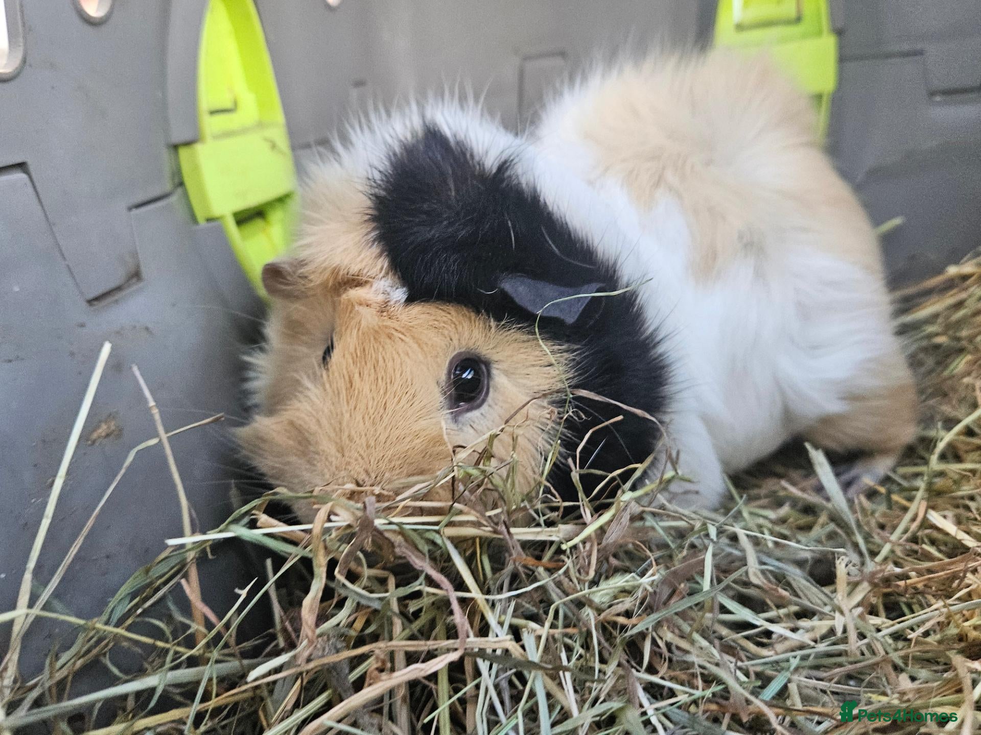 Guinea Pig rodents for sale: Beautiful sow needing a new partner and home  - Advert 1