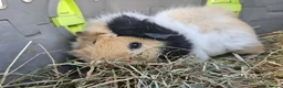 Guinea Pig rodents for sale: Beautiful sow needing a new partner and home  - Advert 1