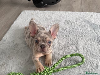 French Bulldog dogs - Advert 21