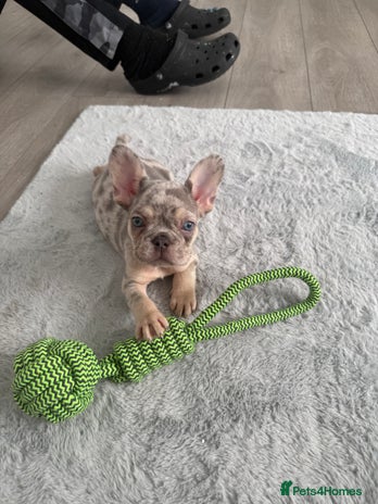 French Bulldog dogs - Advert 7