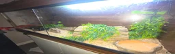 Python Snake reptiles for sale: Phython and Set up - Advert 3
