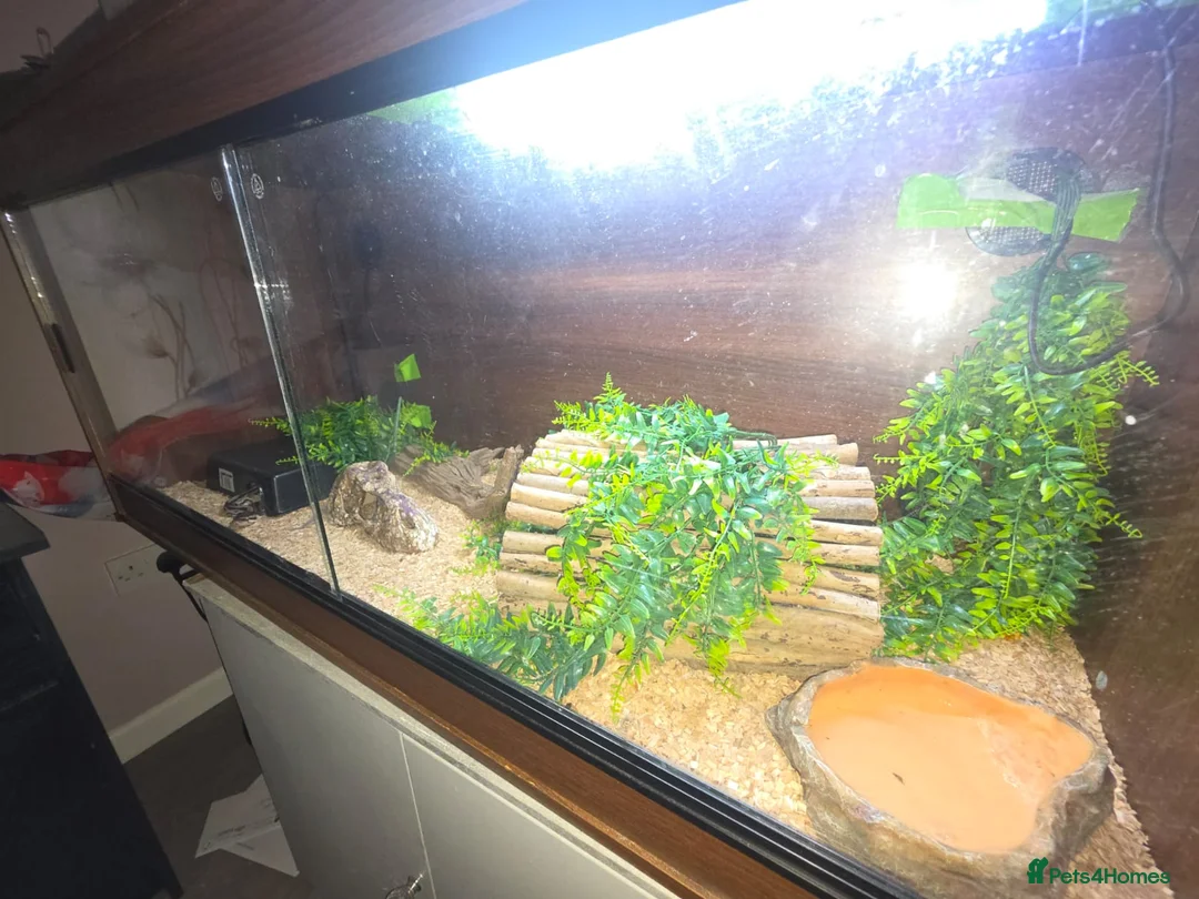 Python Snake reptiles for sale: Phython and Set up - Advert 3