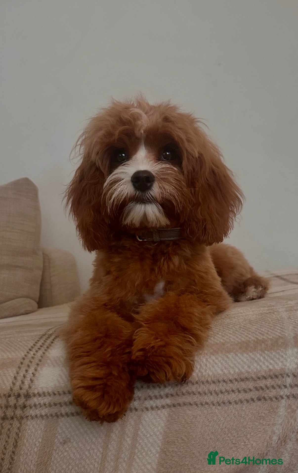 Cavapoo dogs Beautiful female f1 cavapoo female  - Advert 7