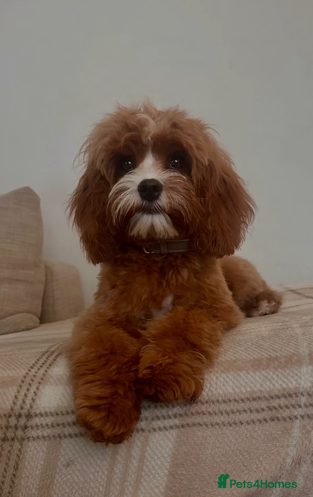 Cavapoo dogs for sale: Beautiful female f1 cavapoo female  - Advert 1