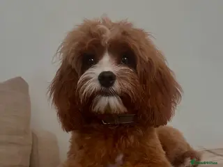 Cavapoo dogs Beautiful female f1 cavapoo female - Advert 5