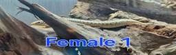 Skink reptiles for sale: Group of Three Oscellated Skinks - Advert 5