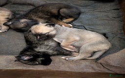 Shepsky dogs for sale: 3 Beautiful Female Bi-eyed Shepsky puppies  - Image 10