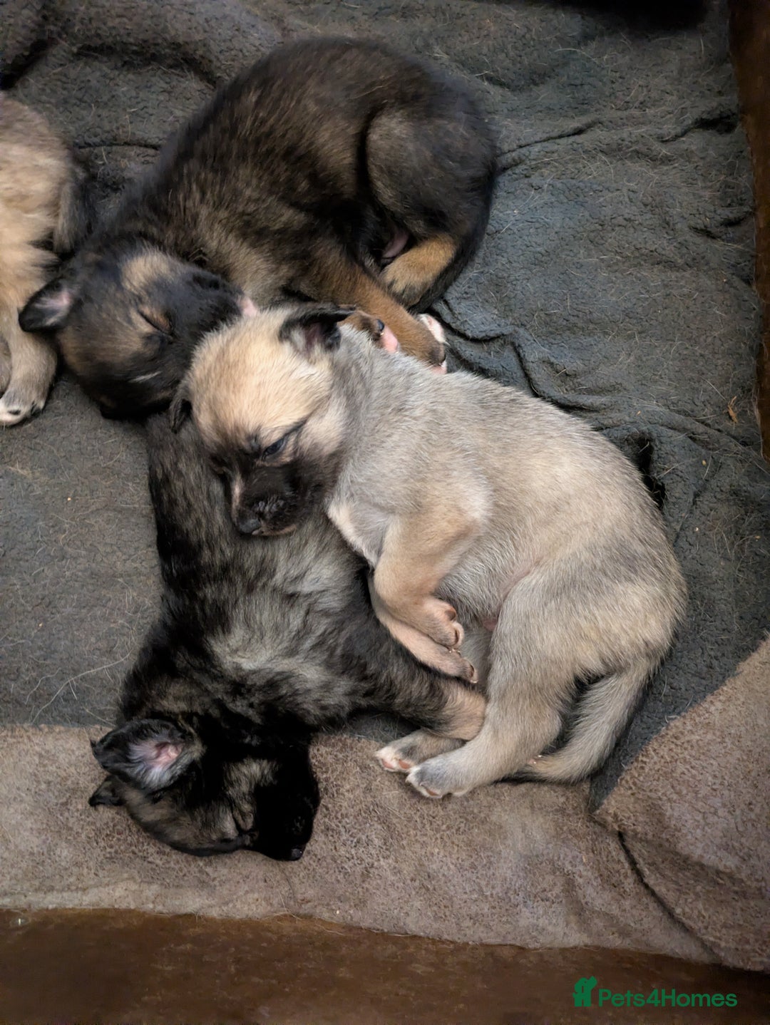 Shepsky dogs for sale: 3 Beautiful Female Bi-eyed Shepsky puppies  - Image 10