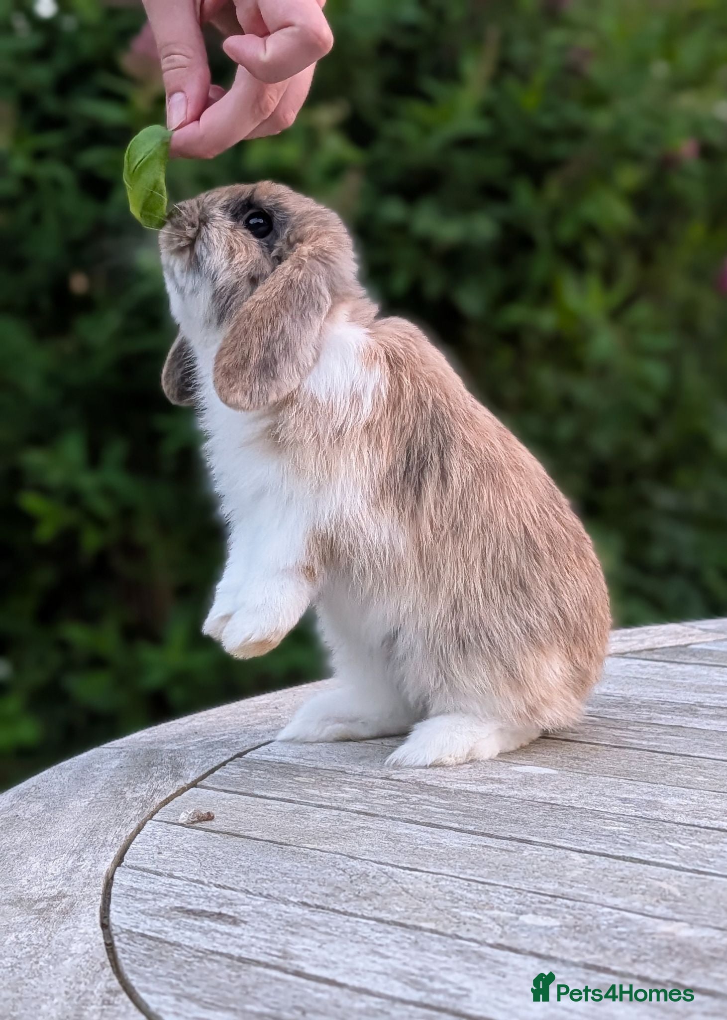 Mini Lop rabbits Adorable Pure Bred Mini Lop Male *Ready Now* - Advert 1