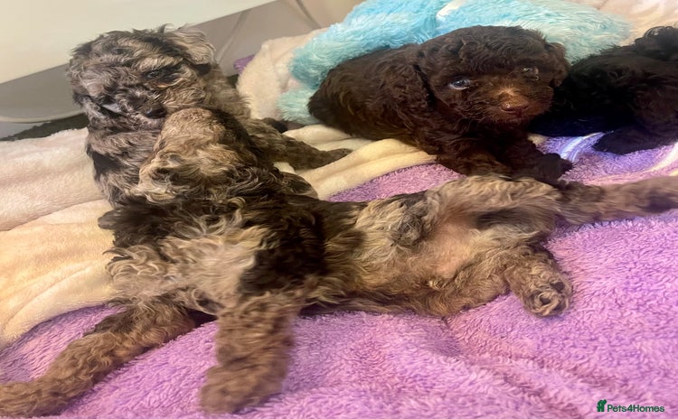 Miniature Poodle dogs - Advert 2