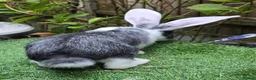Continental Giant rabbits for sale: PURE BRED Continental Giant Baby Bucks  VACCINATED - Advert 5