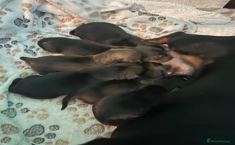 Miniature Dachshund dogs - Advert 8