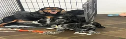 Cocker Spaniel dogs for sale: super Quality True To Type KC - Advert 14