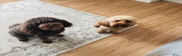 Cockapoo dogs for sale: Cockapoos for sale. 2 girls one boy.  - Advert 2