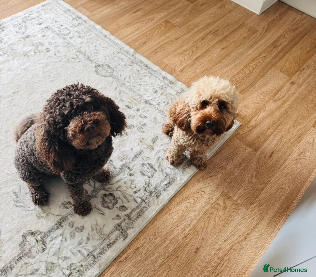 Cockapoo dogs for sale: Cockapoos for sale. 2 girls one boy.  - Advert 2