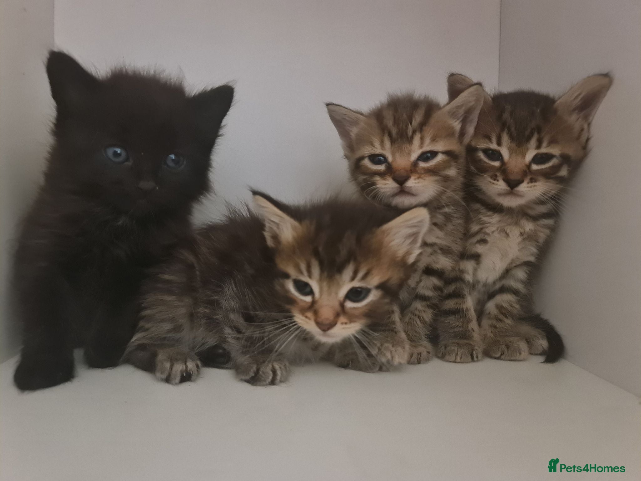 Mixed Breed cats 5 kittens for sale  - Advert 1