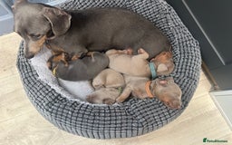 Miniature Dachshund dogs for sale: 💙Miniature Dachshund Puppies – Isabella & Blue 💖 - Image 4