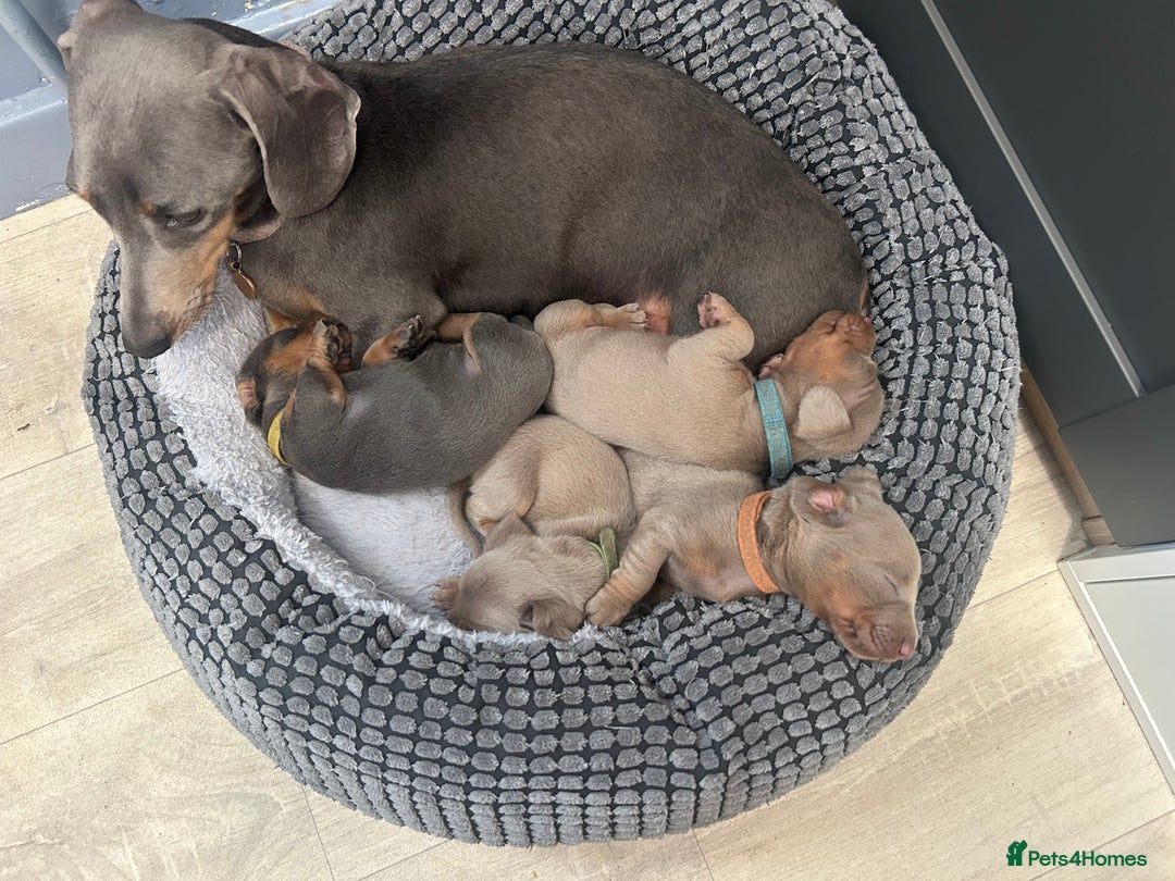 Miniature Dachshund dogs for sale: 💙Miniature Dachshund Puppies – Isabella & Blue 💖 - Image 4