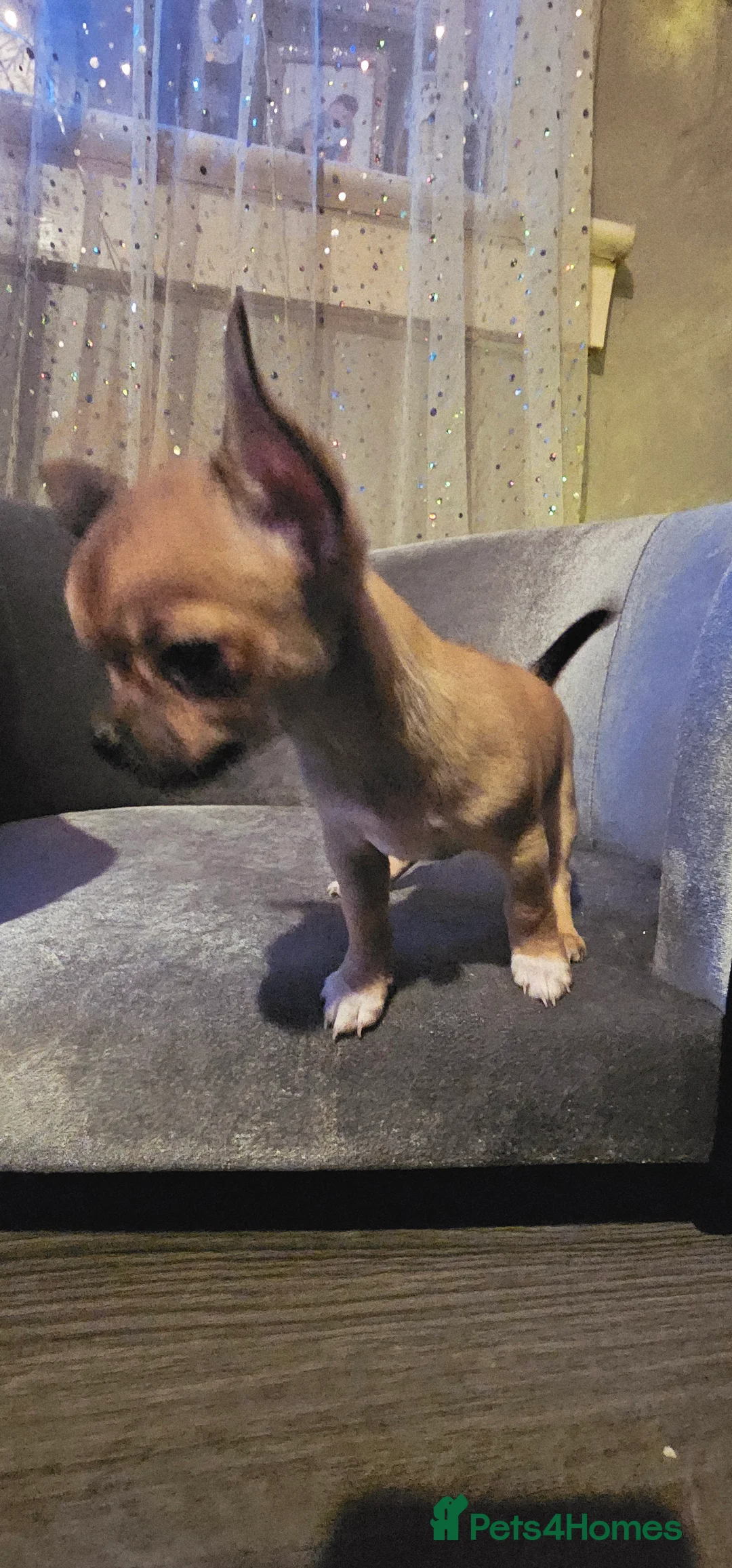 Chihuahua dogs for sale: Chiuahuah pups......lilac merle, fawn, white brown - Advert 21