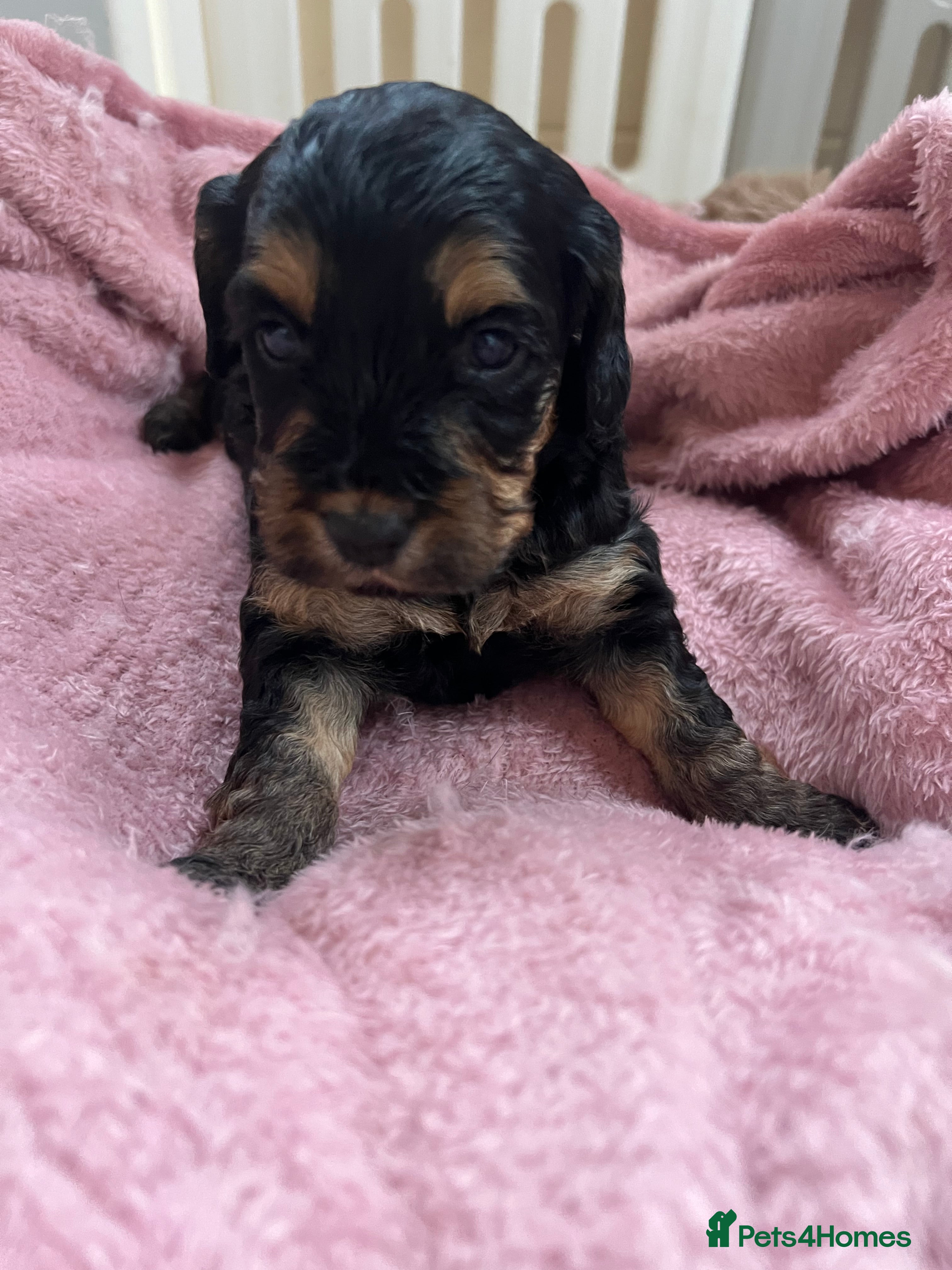 Cockapoo dogs Beautiful f1 Cockapoo puppies  - Advert 2